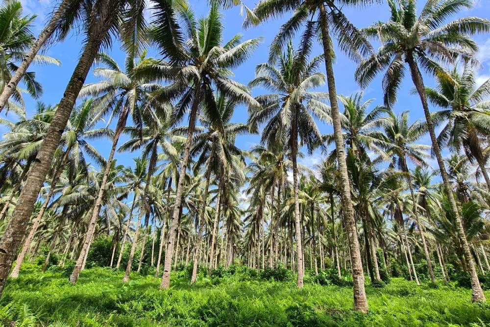 Coconut palm grove in Tobelo, Indonesia