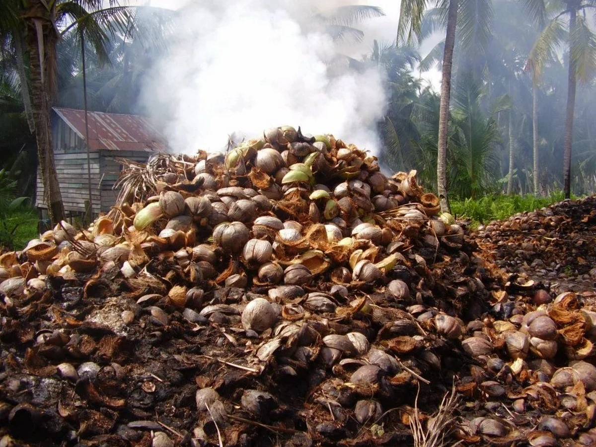Coconut husk waste transformed into sustainable growing media